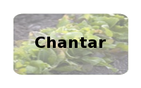 Chantar